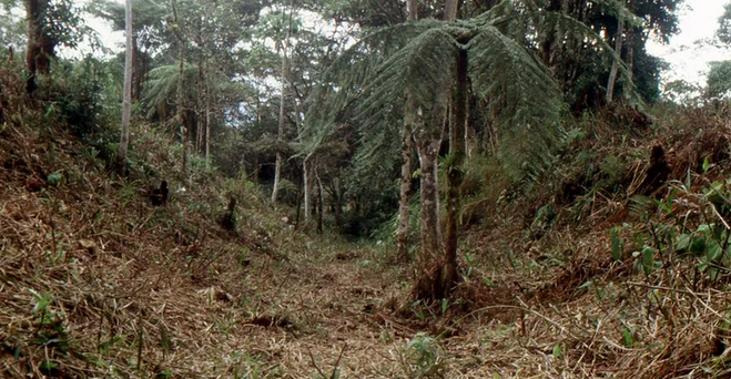 Huge Ancient City Found In The Amazon - Nexus Newsfeed